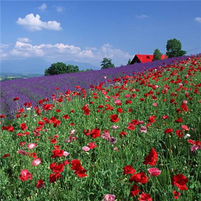 凤凰彩票进入网址